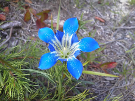 blue flower