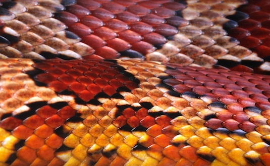 Close Up Skin of a Cornsnake