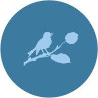 Bird Icon