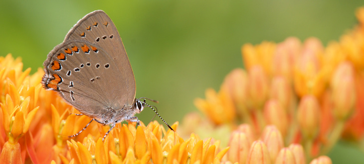 Fight for Land Butterfly