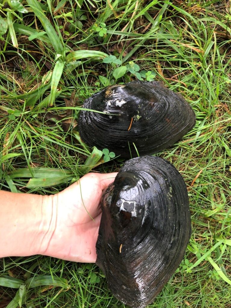 mussels photo
