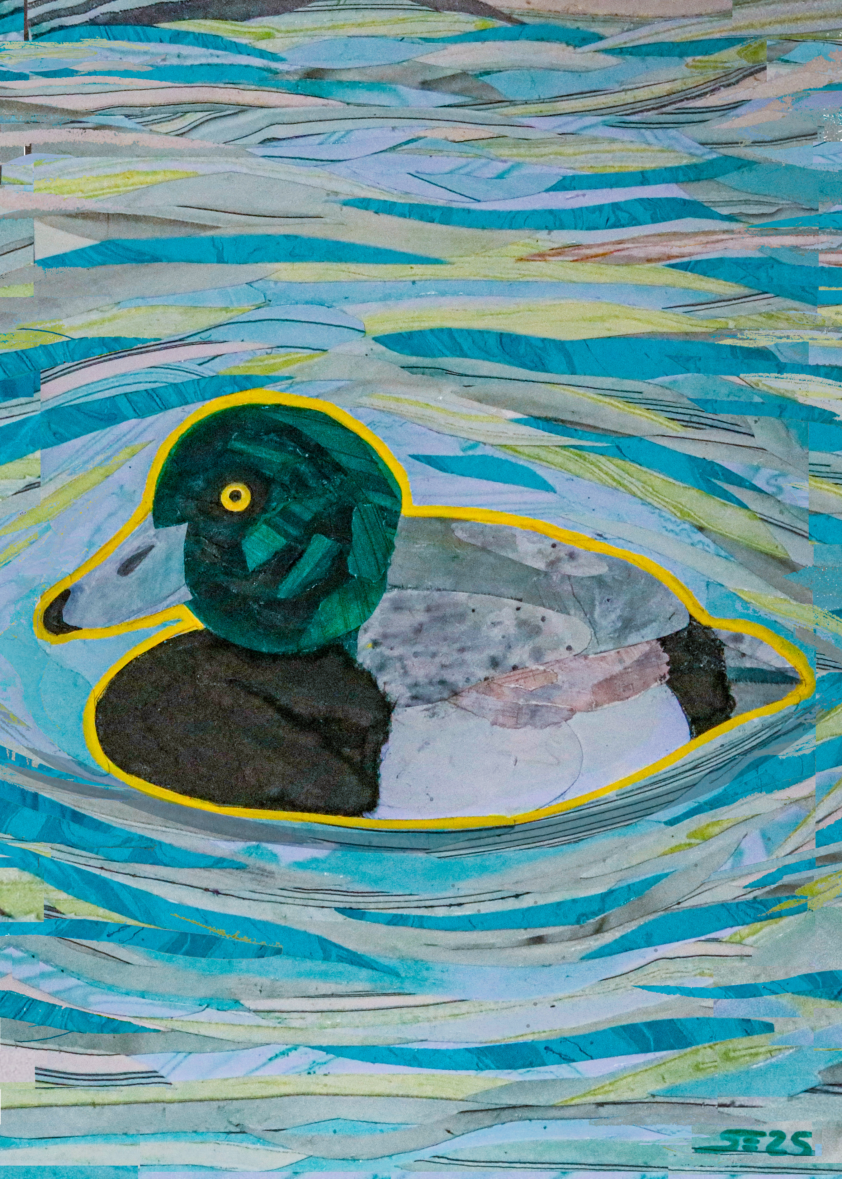 007 - Greater scaup - Sonya Elefante