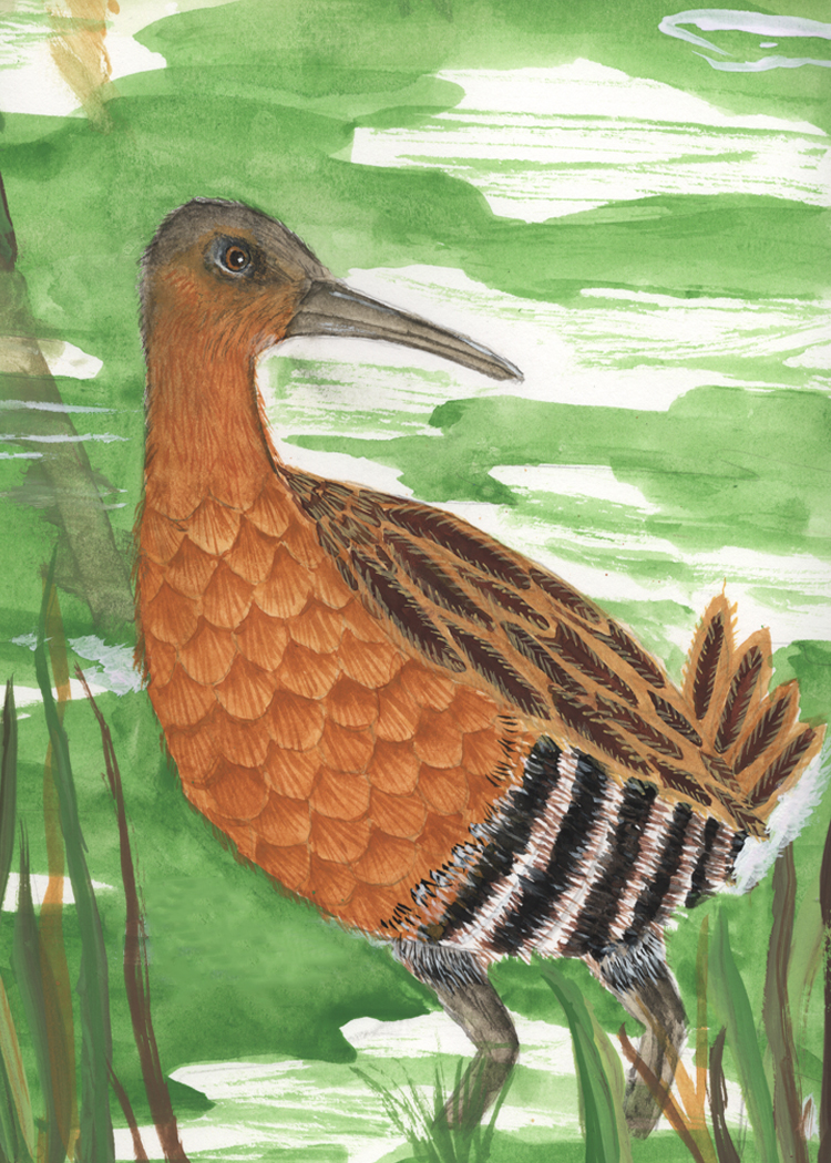 015 - King rail - Wendy Deschapelles
