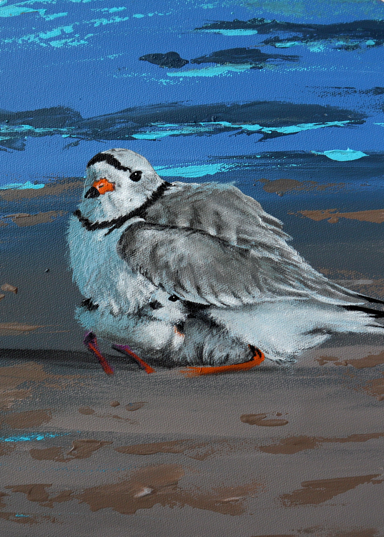 019 - Piping plover - Kimberly Maniscalco