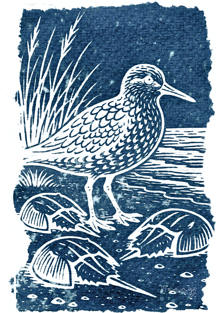 021 - Red knot - Kate Sanchez
