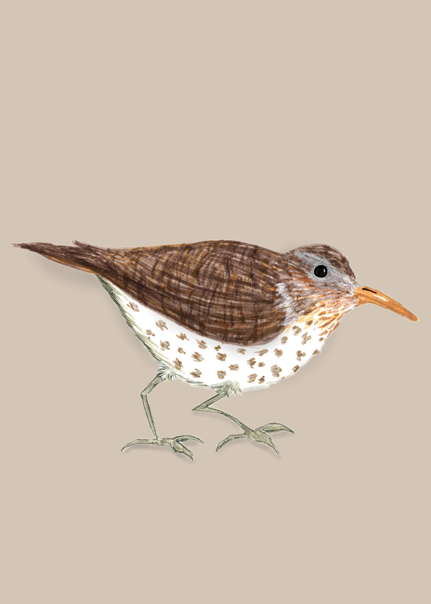 026 - Spotted sandpiper - Lauren Junda