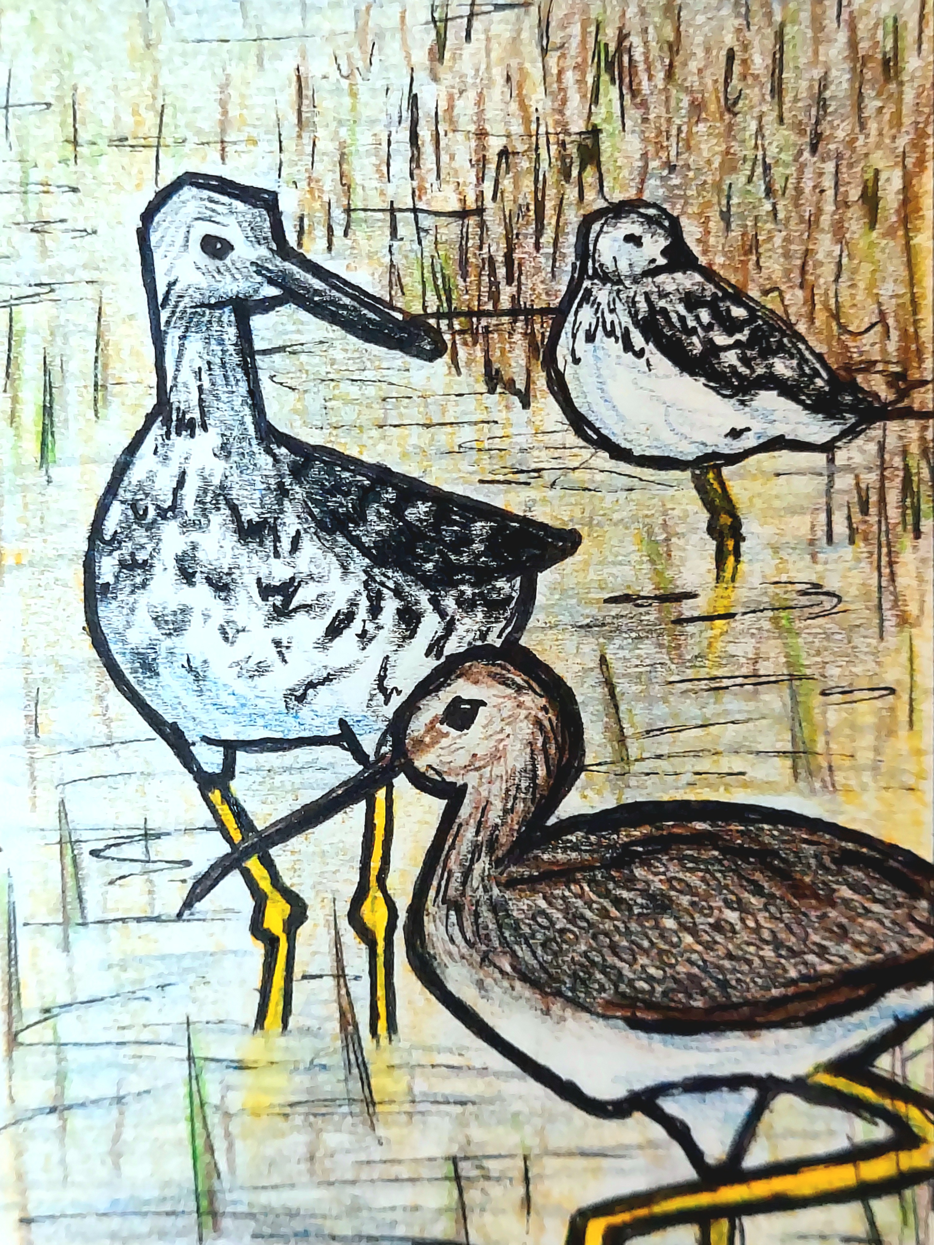 028 - Greater yellowlegs - Jessica Pippin