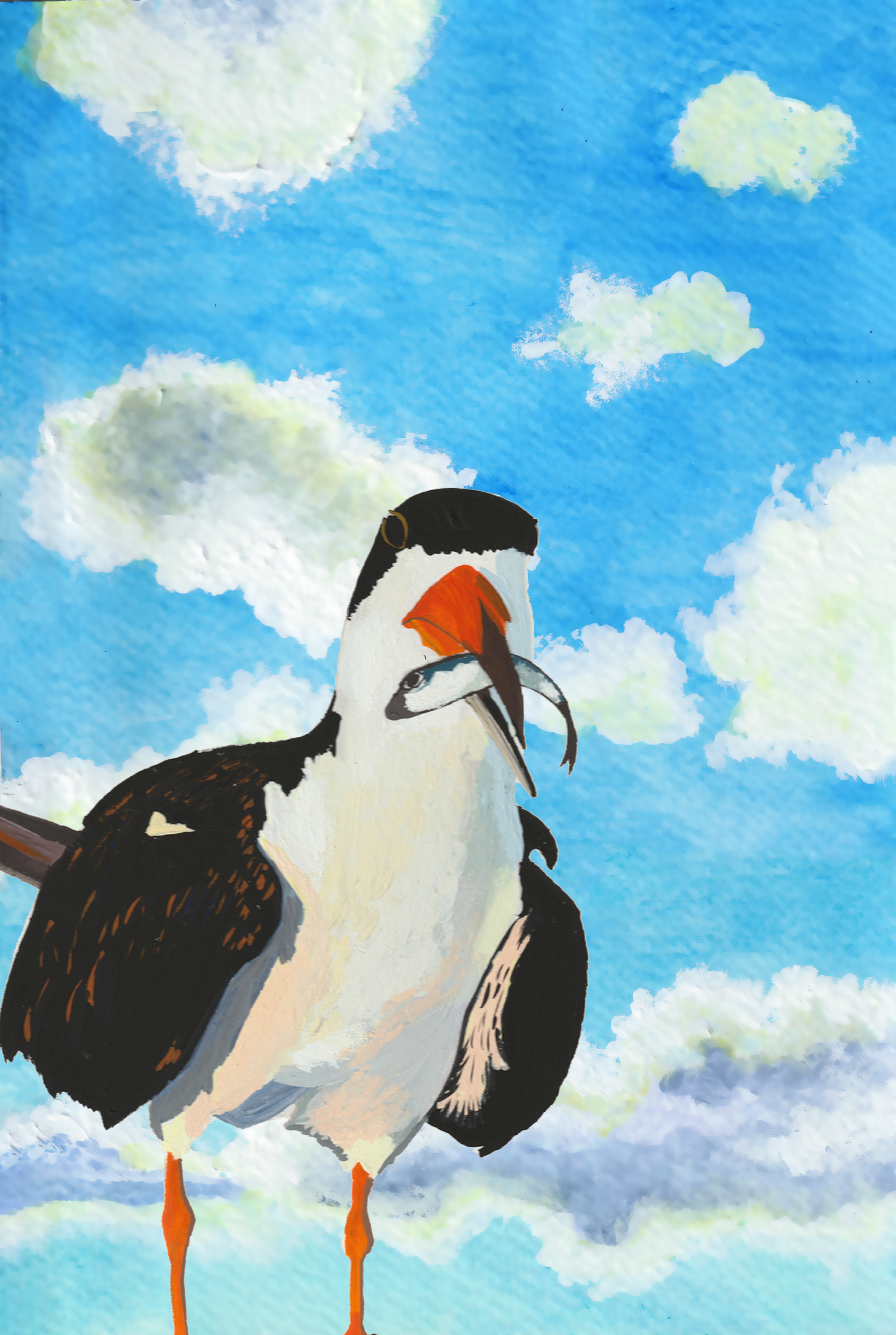 036 - Black skimmer - Katrina Eugenia