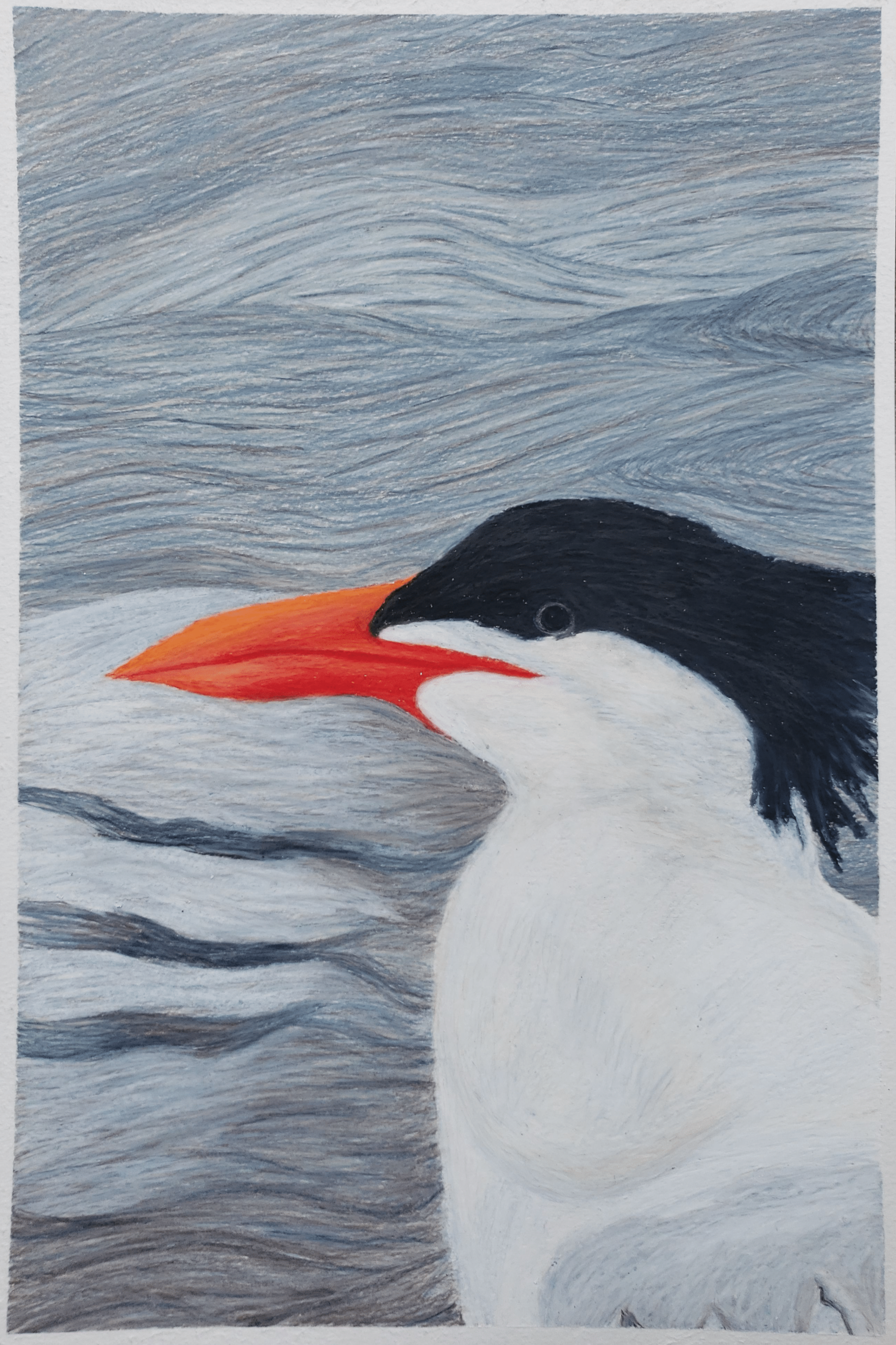 037 - Caspian tern - Wren Marigold