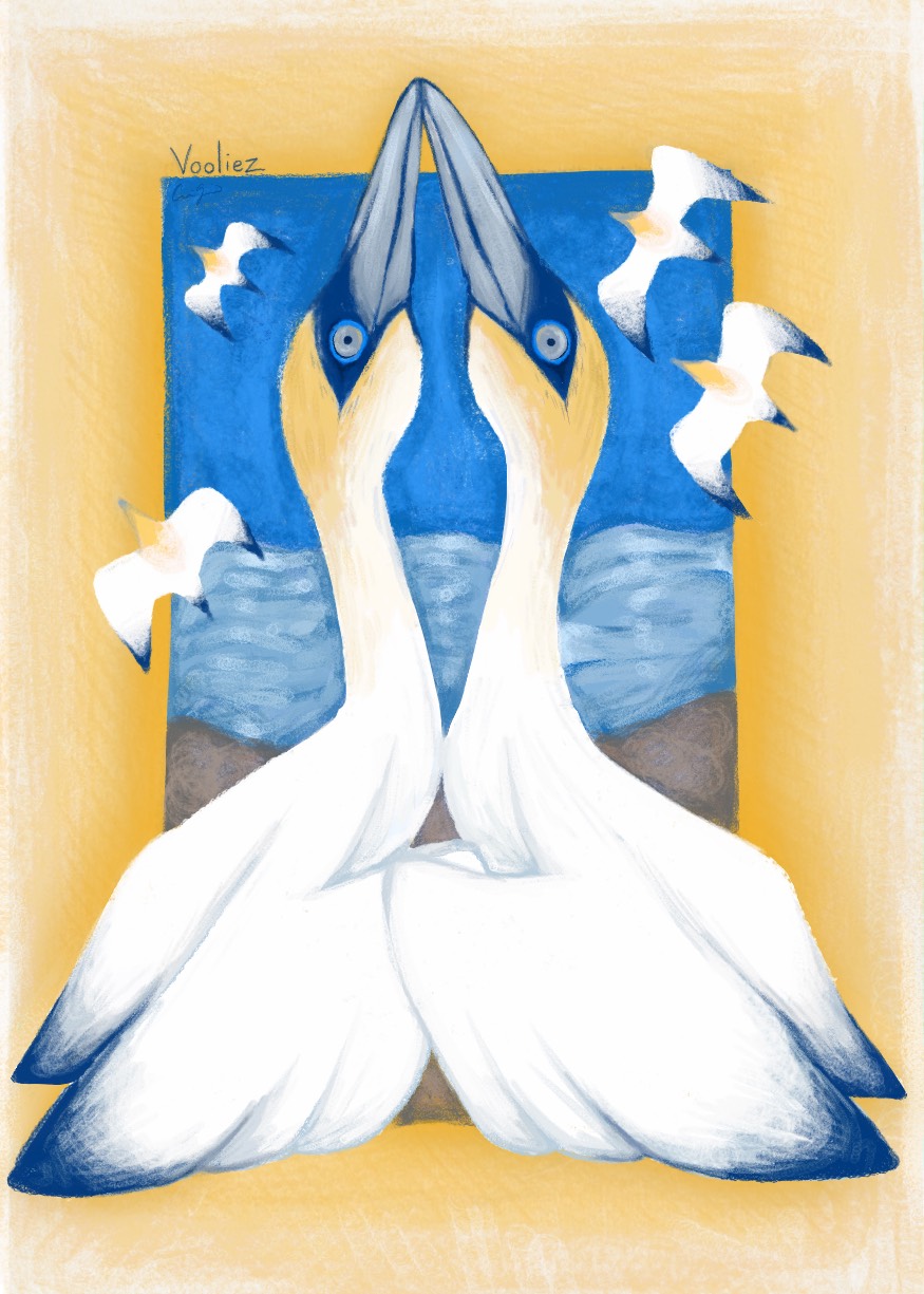 040 - Northern gannet - Caroline Gibson