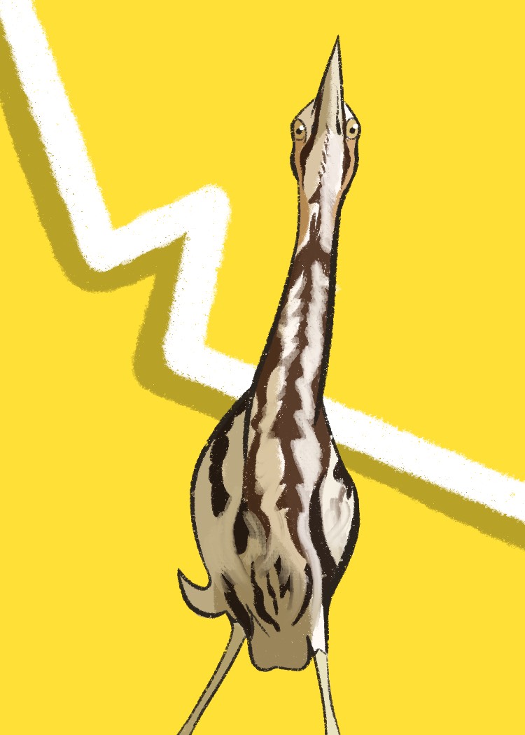 041 - American_Bittern_-_El_Houghton