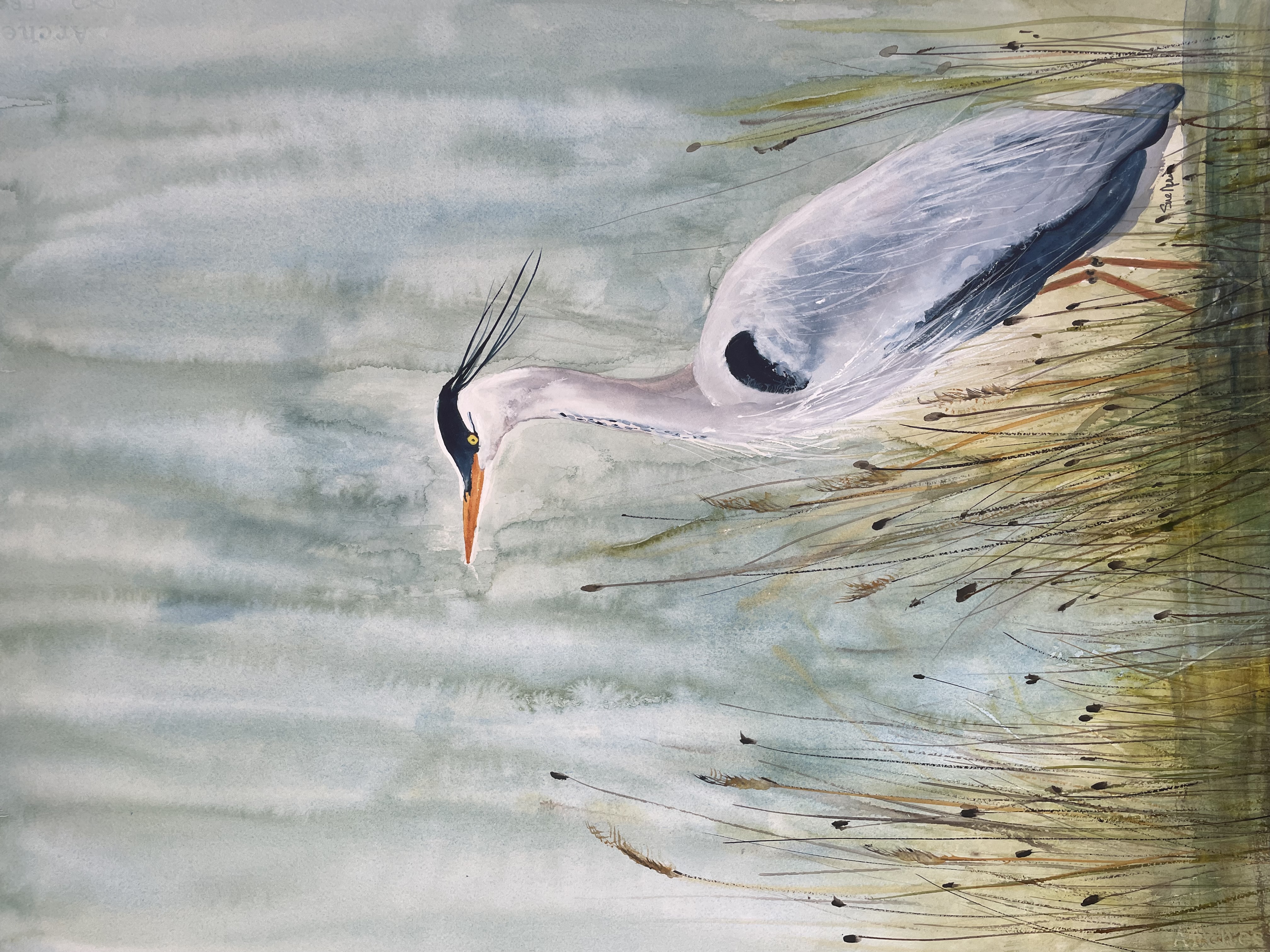 043 - Great blue heron - Susan Neri