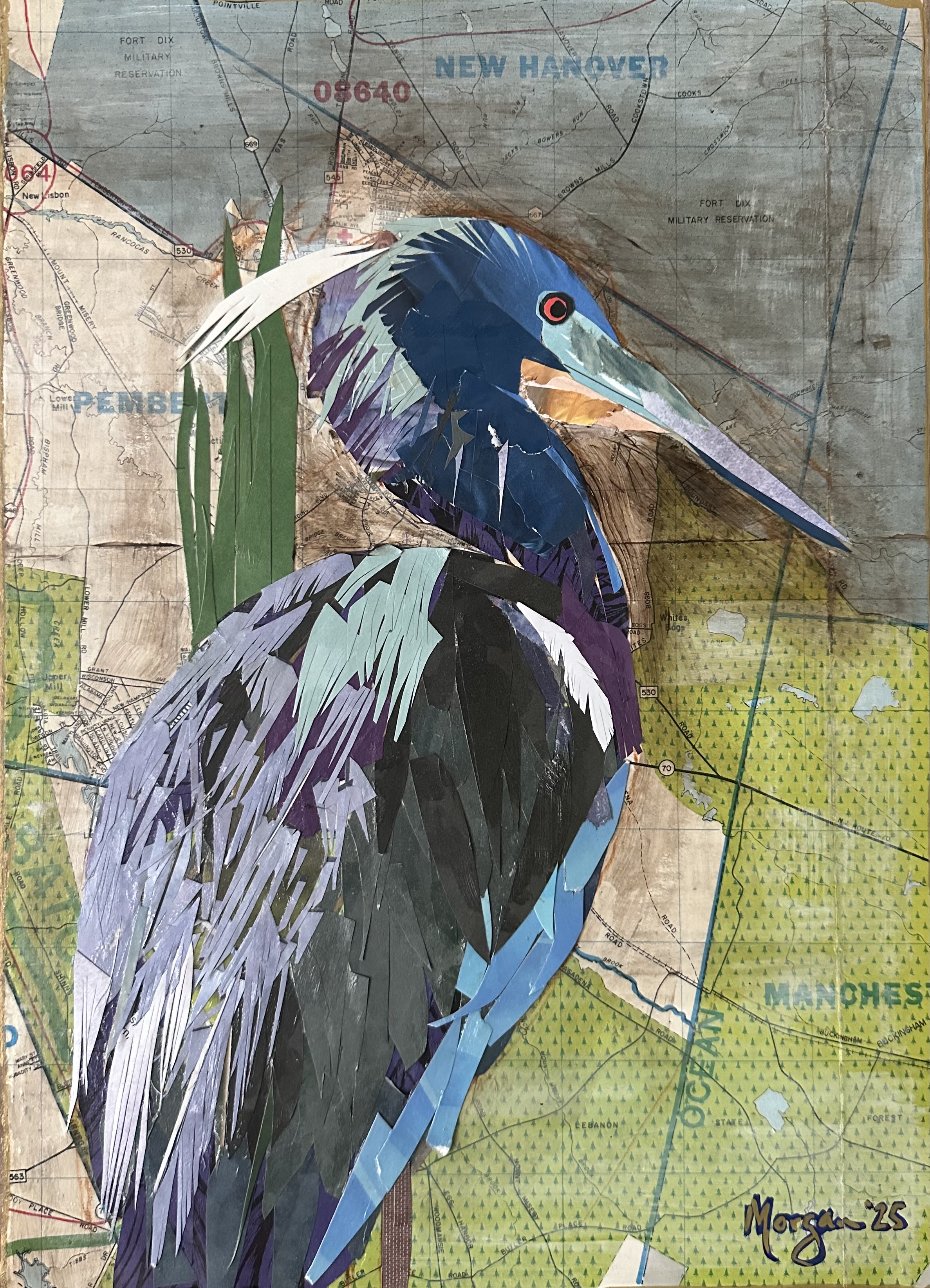 047 - Tricolored heron - Morgan Robinson