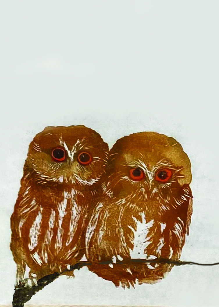 064 - Northern saw-whet owl - Ahni Kruger