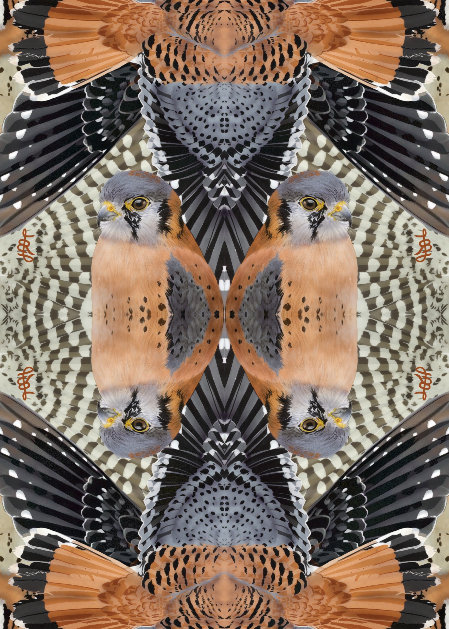 069 - American kestrel - Laura Beard