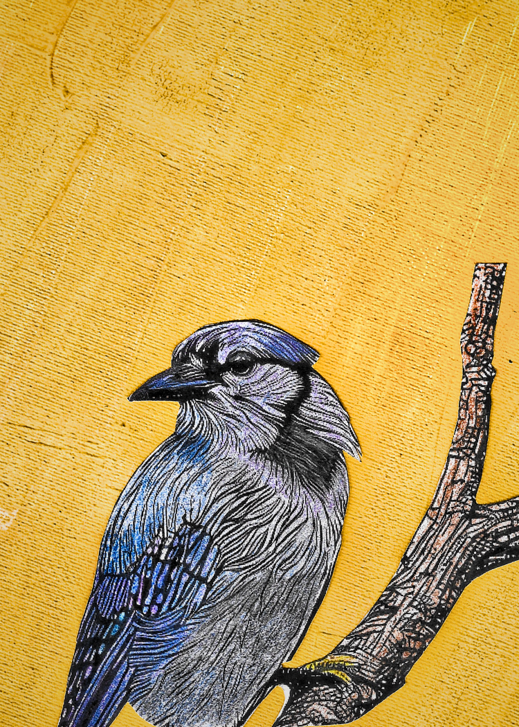 076 - Blue jay - Jim Boss and Clara Dominguez