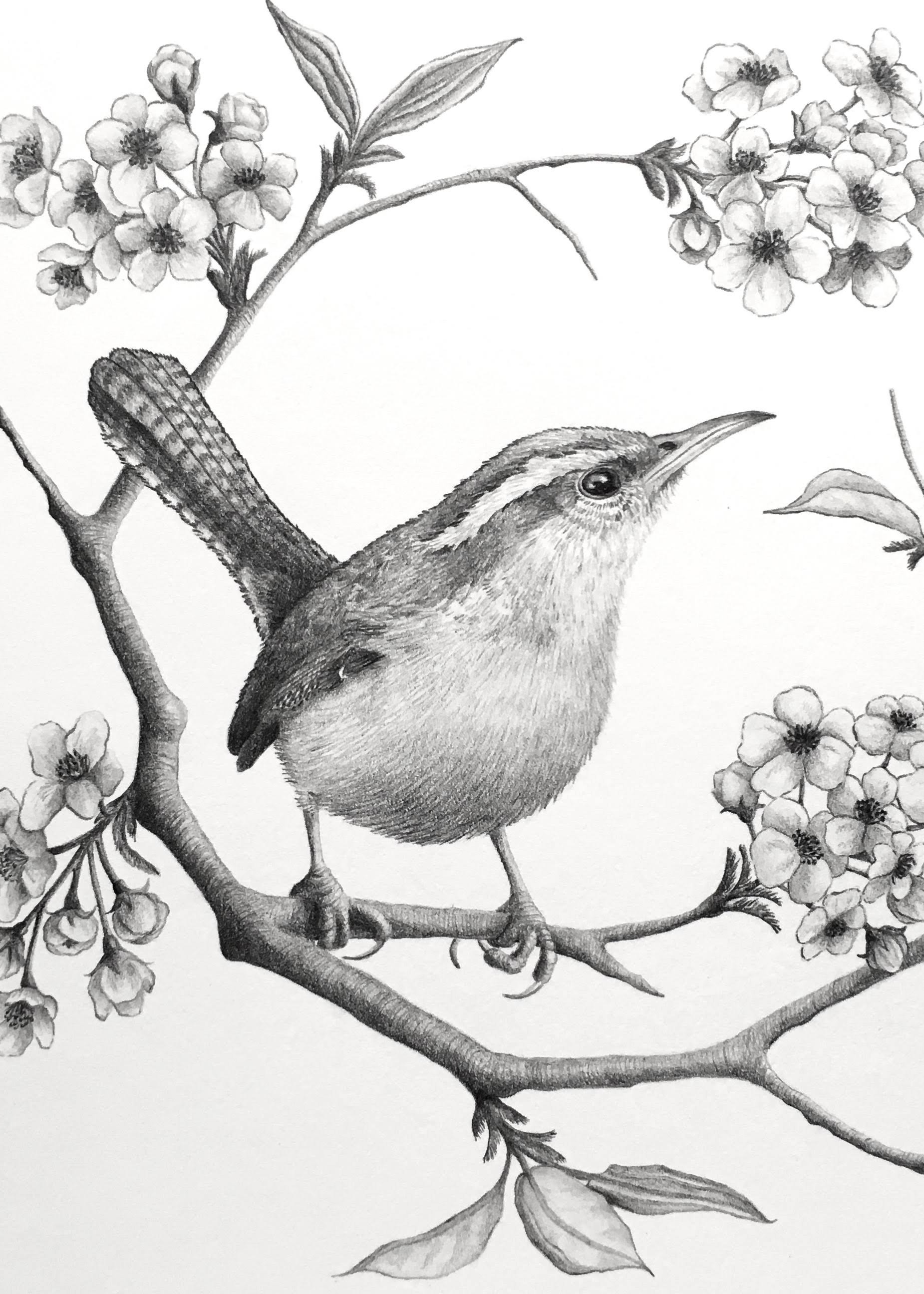 082 - Carolina wren - Megan Sickles CROPPED