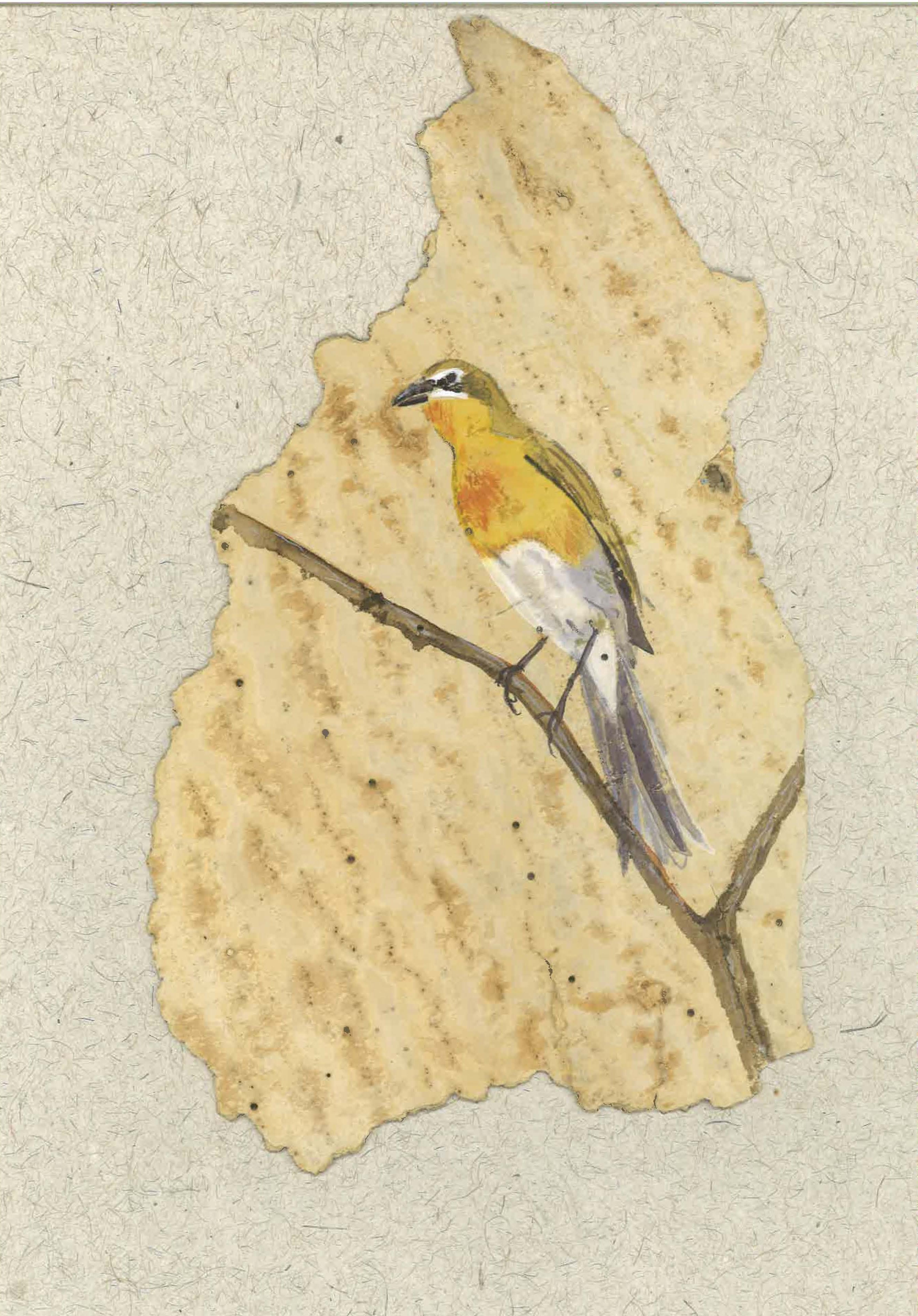 097 - Yellow-breasted chat - Ellen Rosenholtz