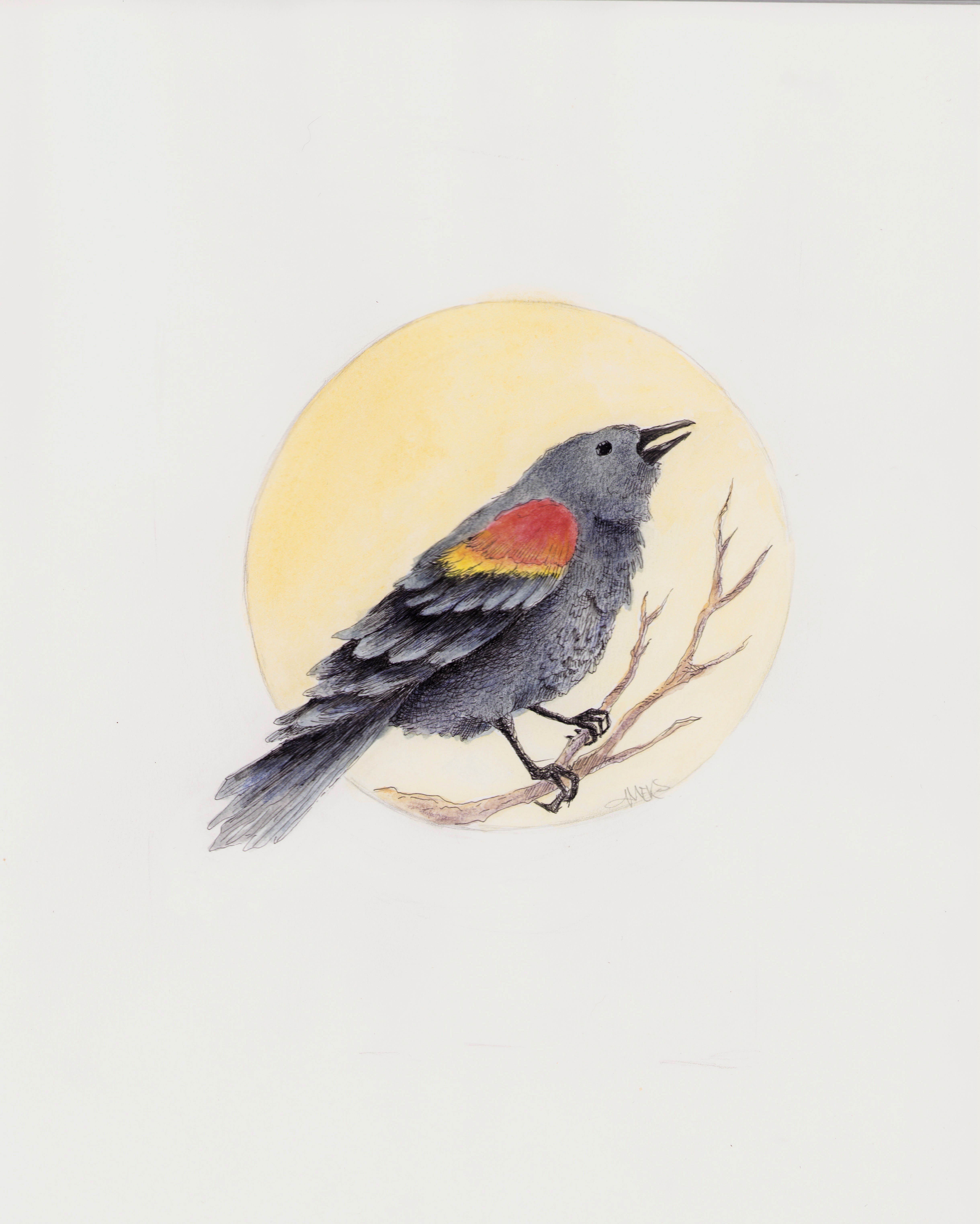 100 - Red-winged blackbird - Mary Shadbolt