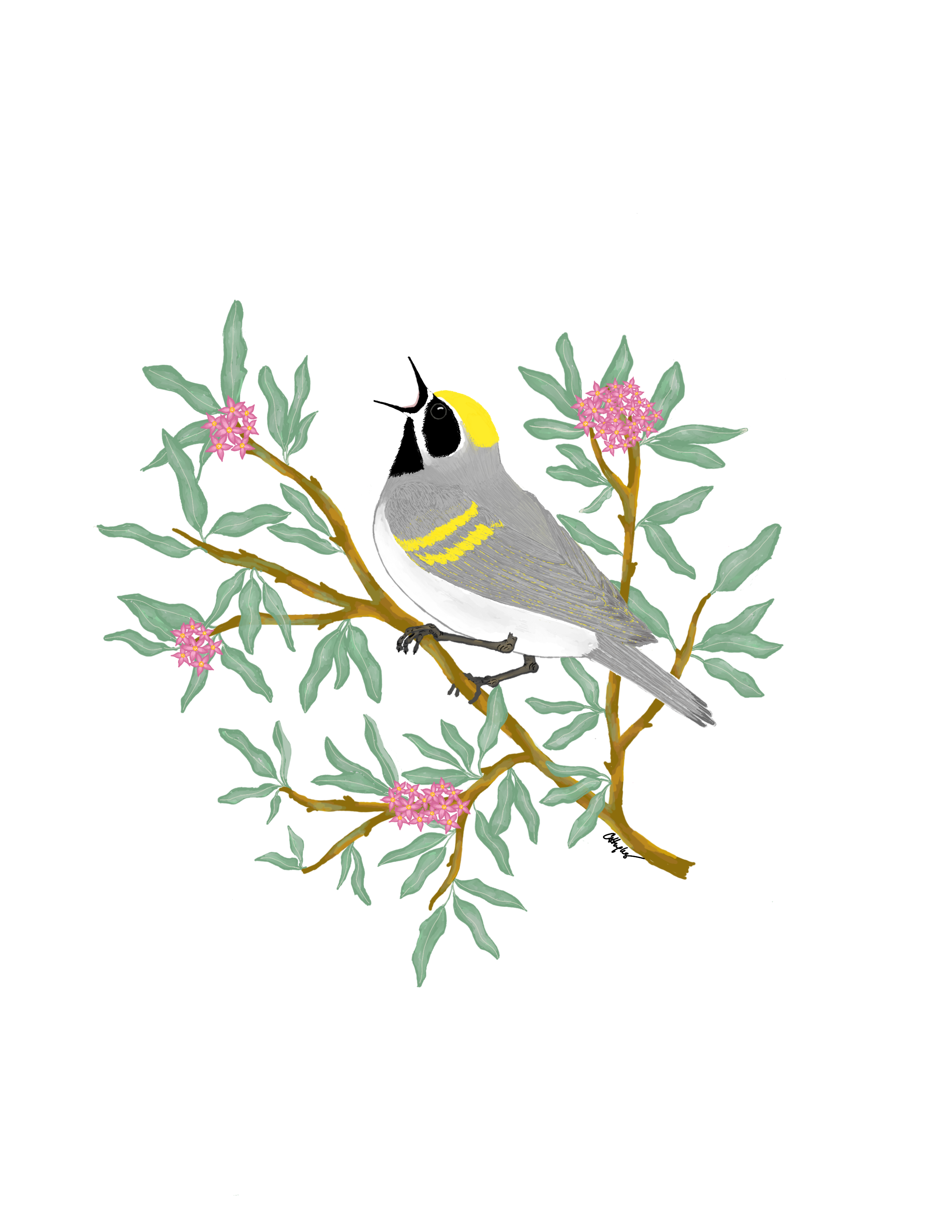 105 - Golden-winged warbler - Carole Hughes