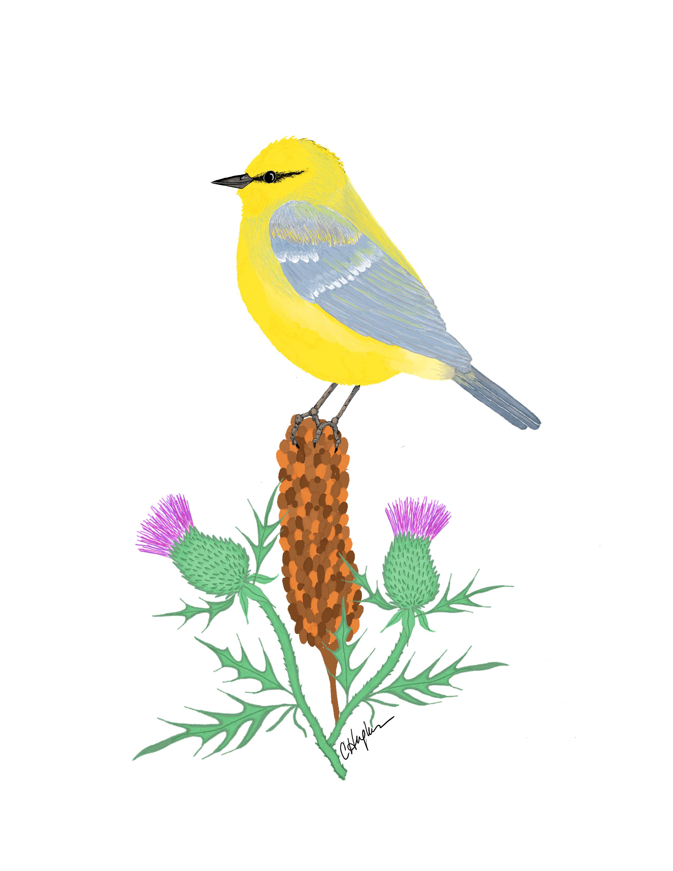 106 - Blue-winged warbler - Carole Hughes