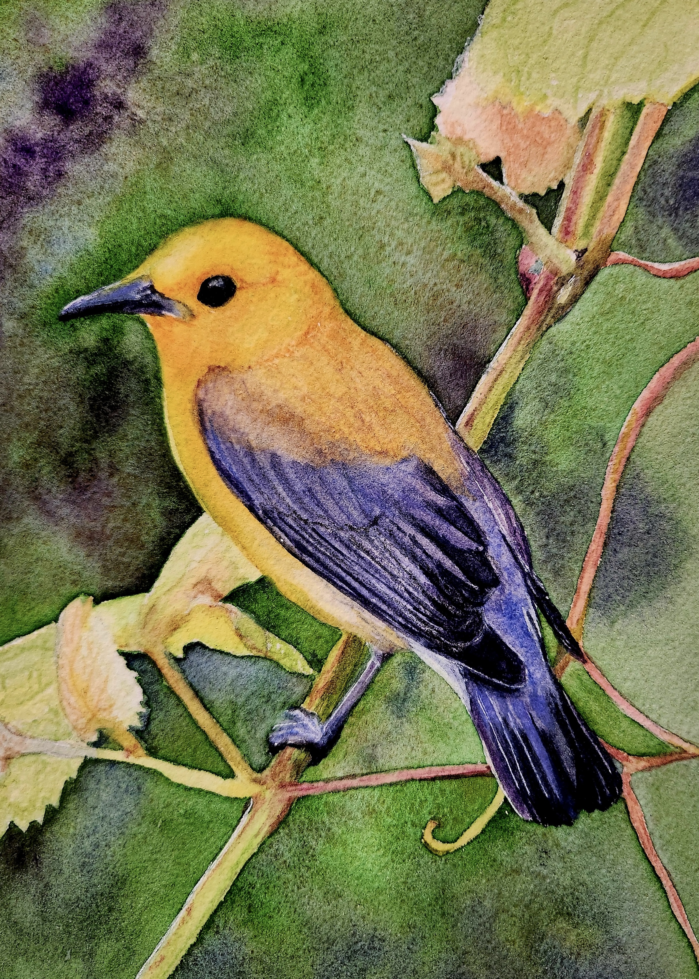 107 - Prothonotary warbler - Hayley Romano