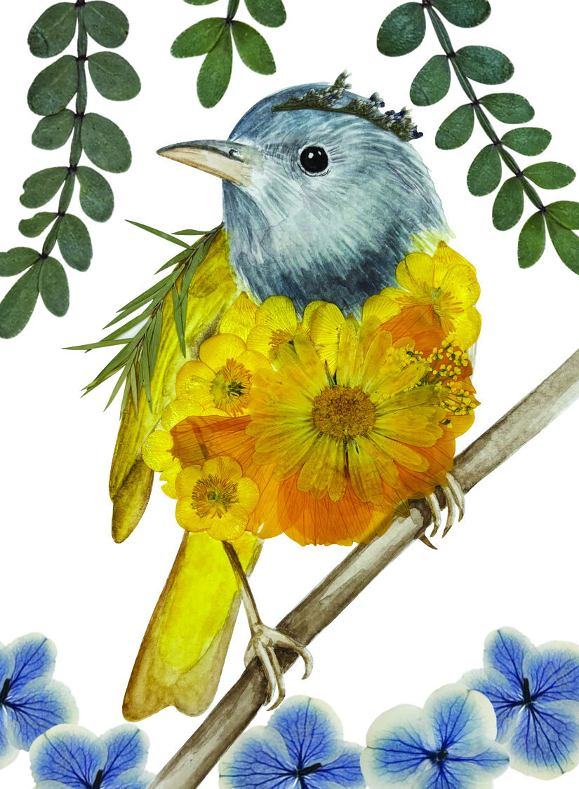 108 - Mourning warbler - Celeste Mateo Reyes