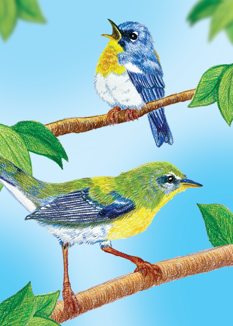 114 - Northern parula - Rachel Diamond