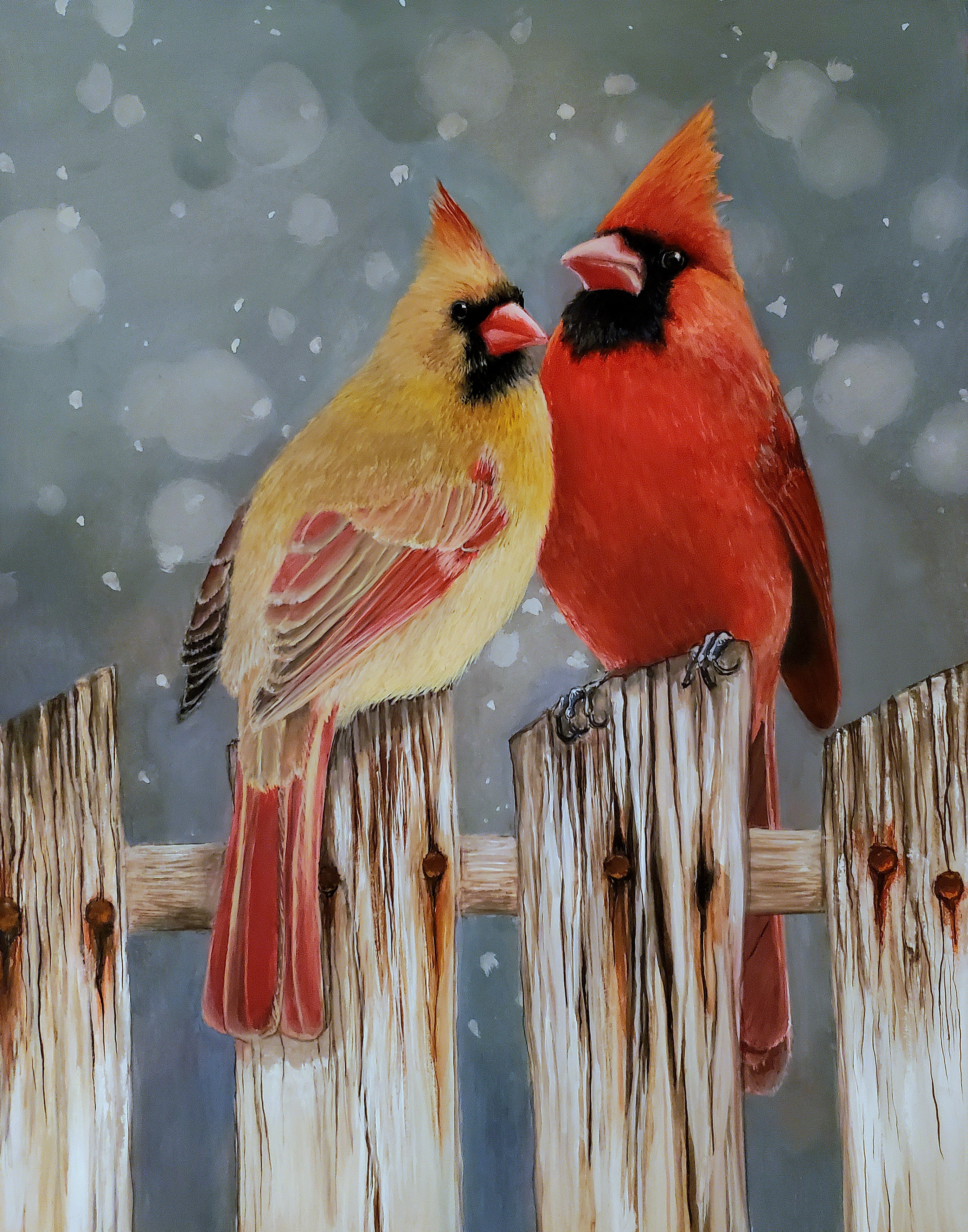 XXXXX 121 - Northern cardinal - Robert Meriwether