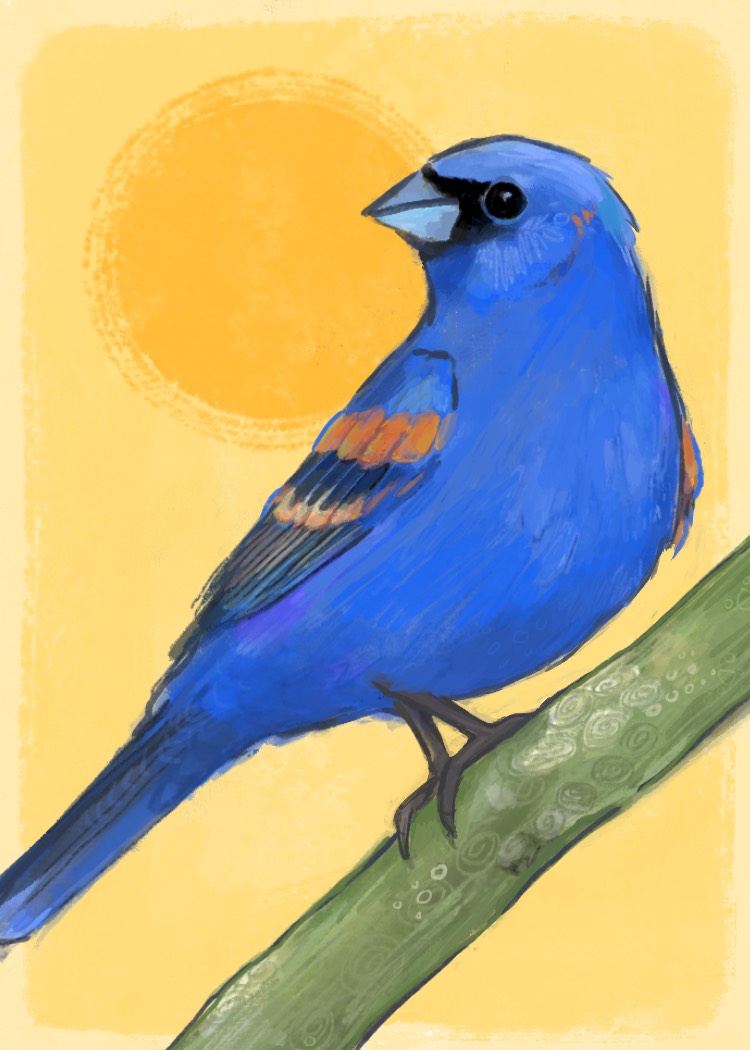 XXXXX 122 - Blue grosbeak - Sarah Lushaj
