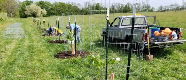 Chestnut planting Hopewell Township